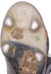 henson-sole-transp.jpg (129848 bytes)
